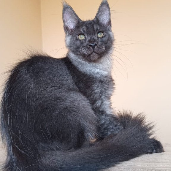Maine Coon NOV Dixon