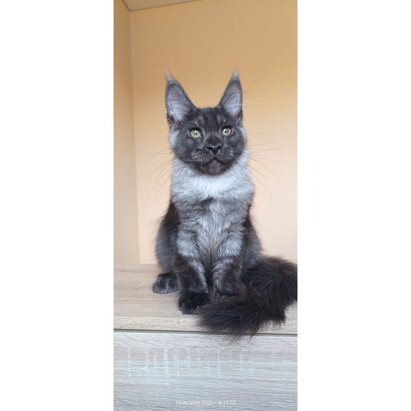 Maine Coon NOV Dixon