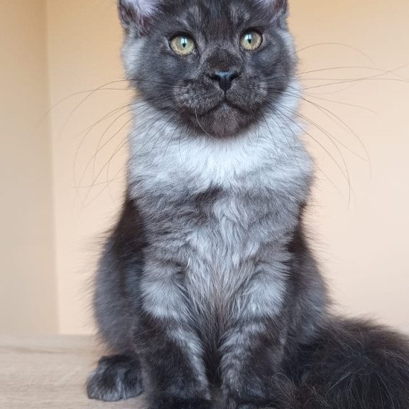 Maine Coon NOV Dixon