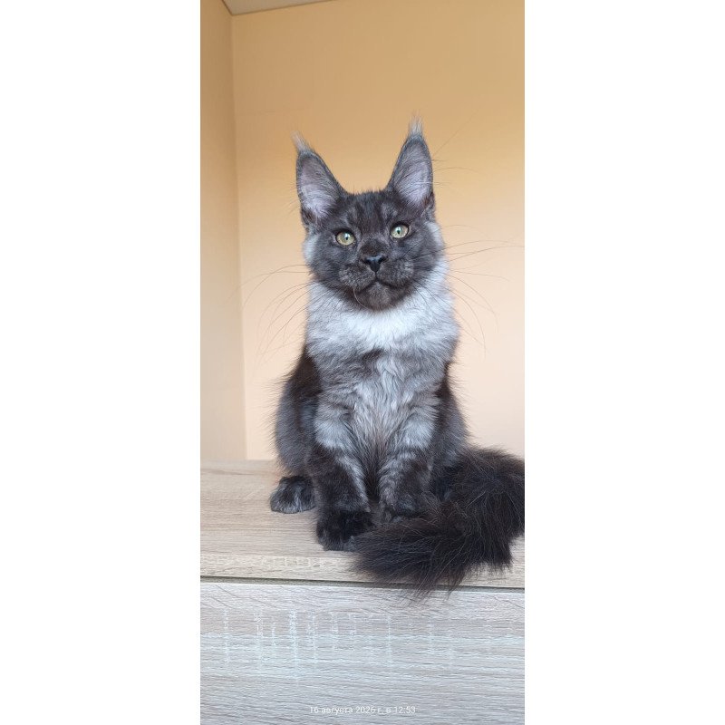 Maine Coon NOV Dixon