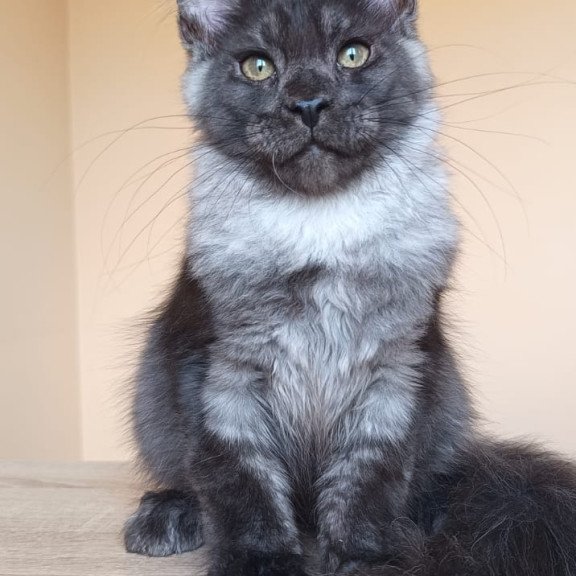 Maine Coon NOV Dixon
