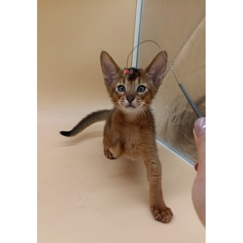 Abyssinian Morgan