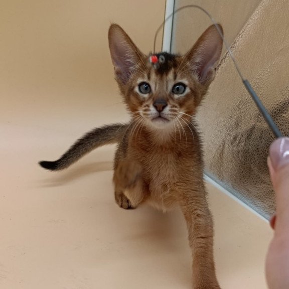 Abyssinian Morgan