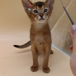 Abyssinian Morgan