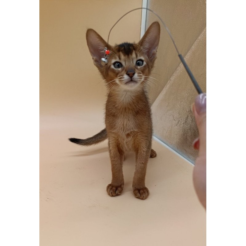 Abyssinian Morgan