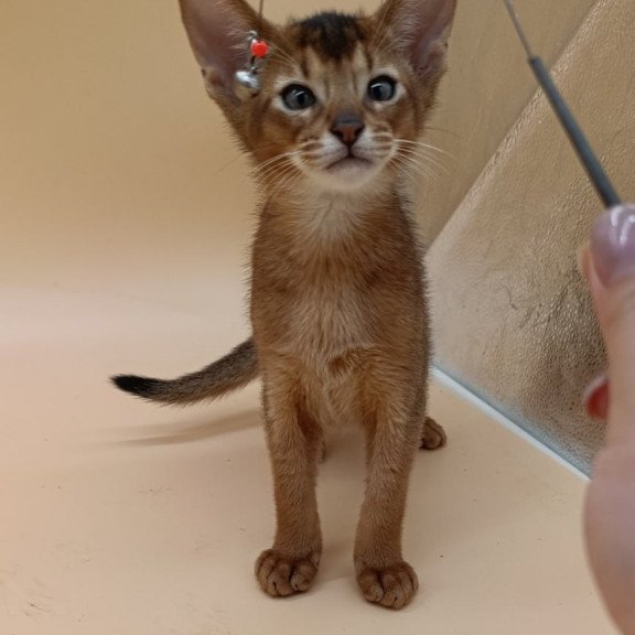 Abyssinian Morgan