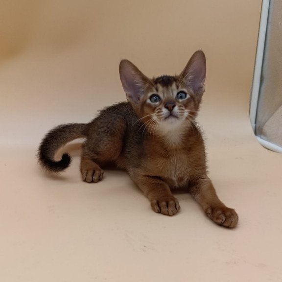 Abyssinian Morgan