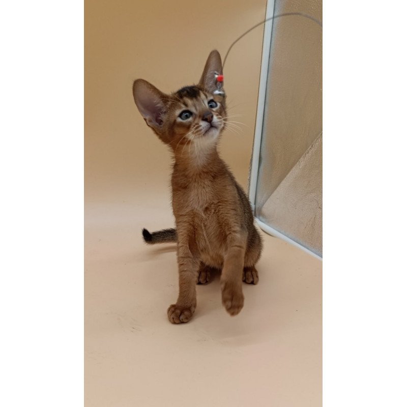 Abyssinian Morgan