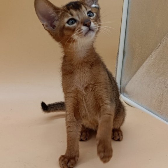 Abyssinian Morgan