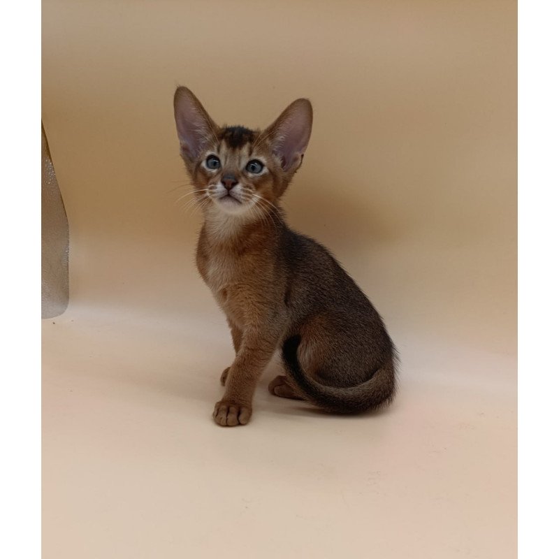 Abyssinian Morgan