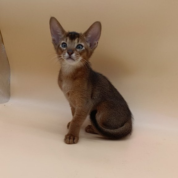 Abyssinian Morgan