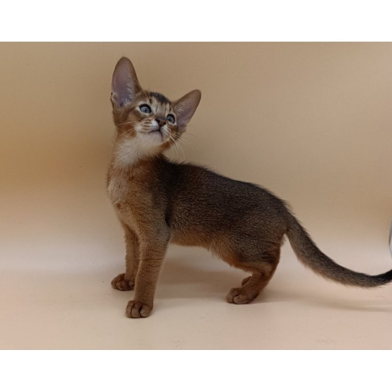 Abyssinian Morgan