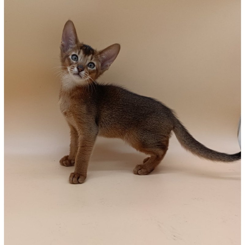 Abyssinian Morgan