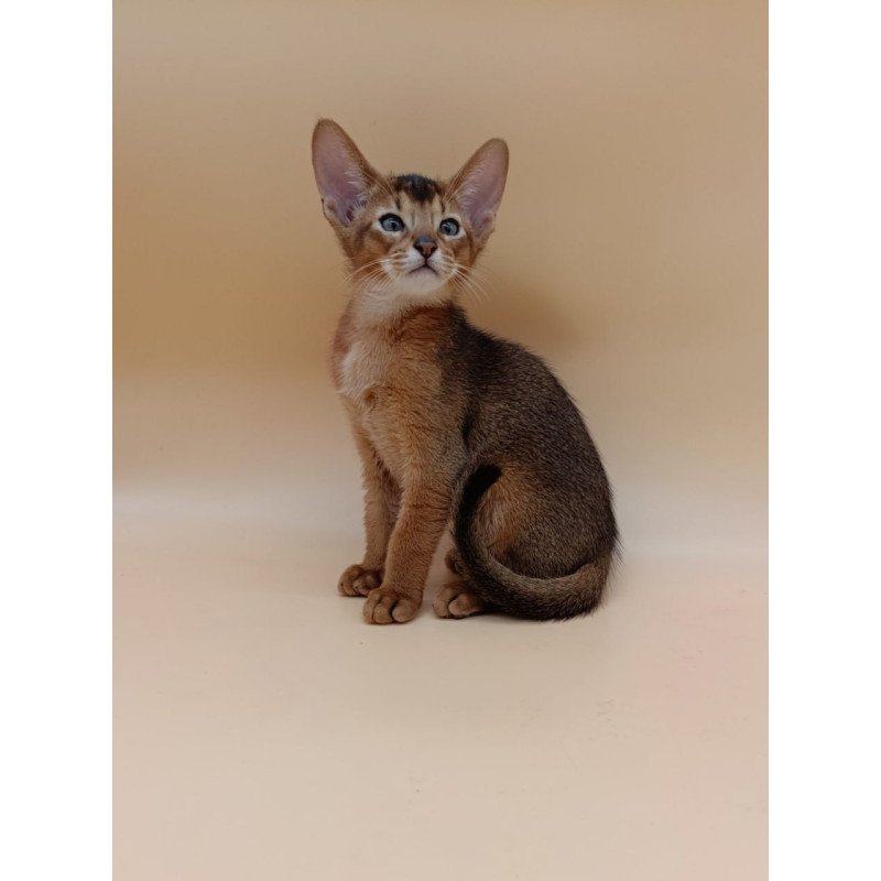Abyssinian Morgan