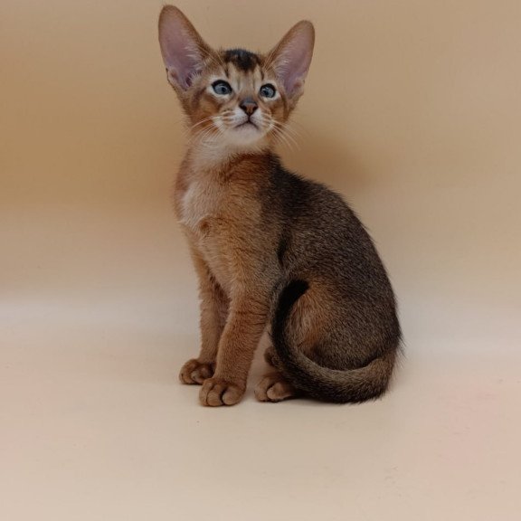 Abyssinian Morgan