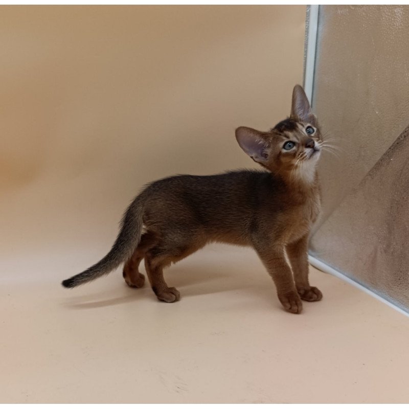 Abyssinian Morgan
