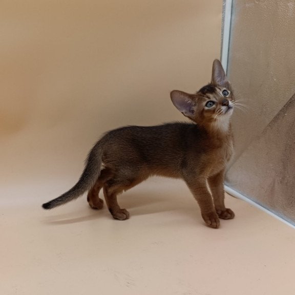 Abyssinian Morgan
