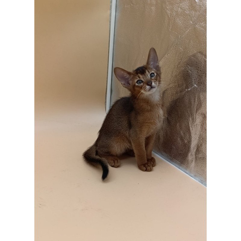 Abyssinian Morgan