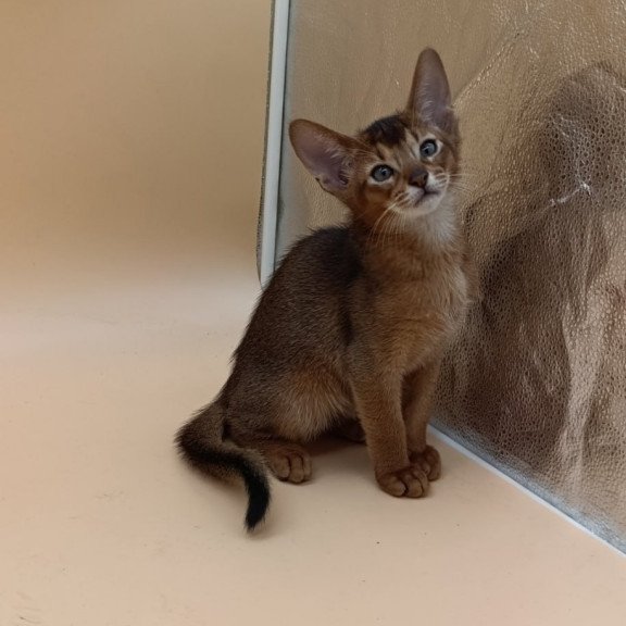Abyssinian Morgan