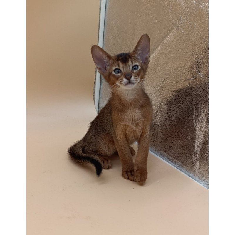 Abyssinian Morgan