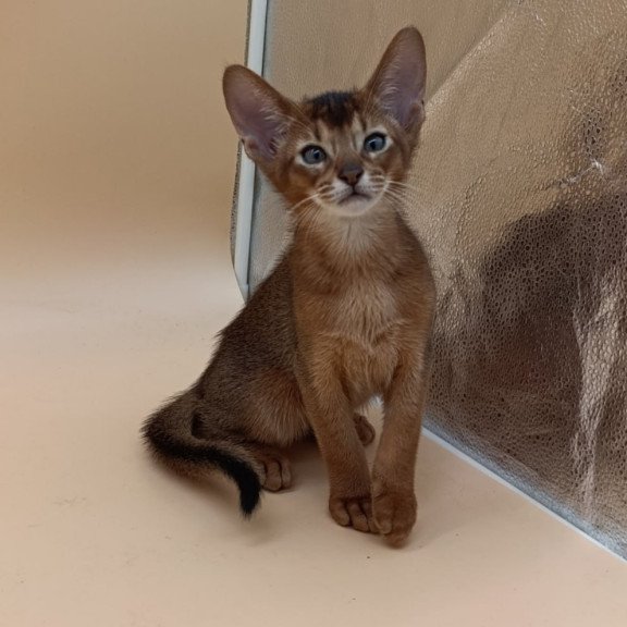 Abyssinian Morgan