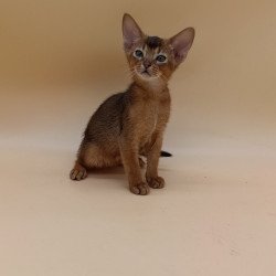 Abyssinian Mikkel