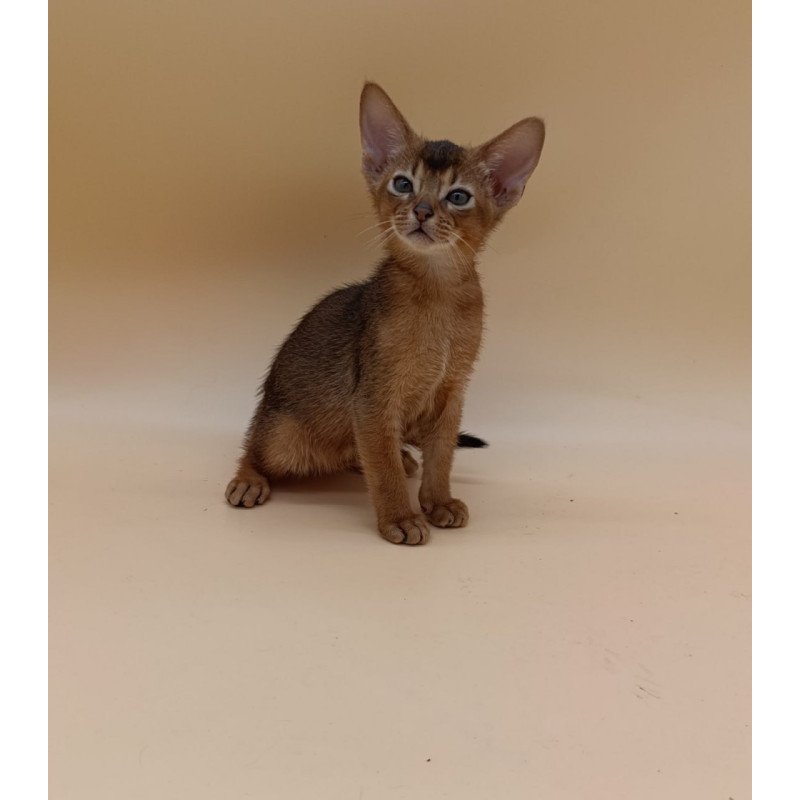 Abyssinian Mikkel