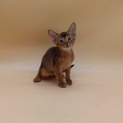 Abyssinian Mikkel