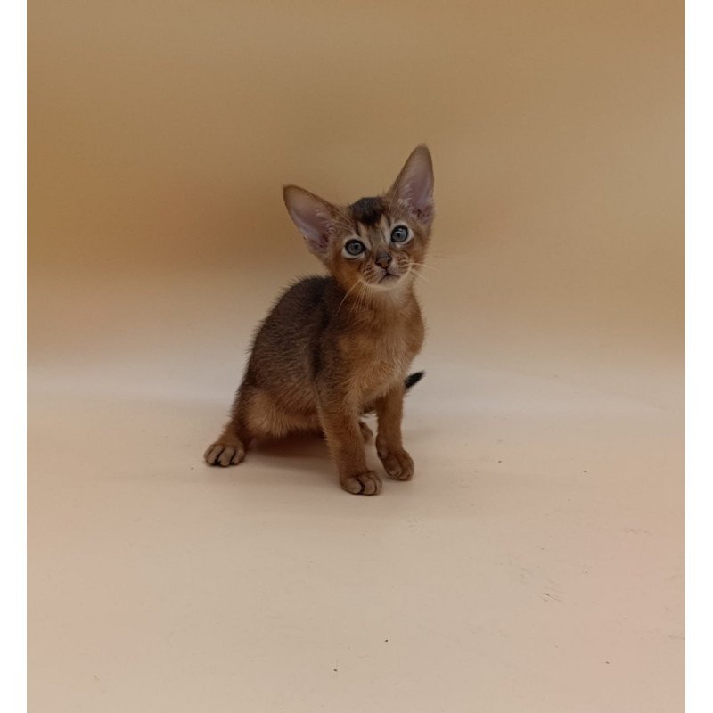 Abyssinian Mikkel