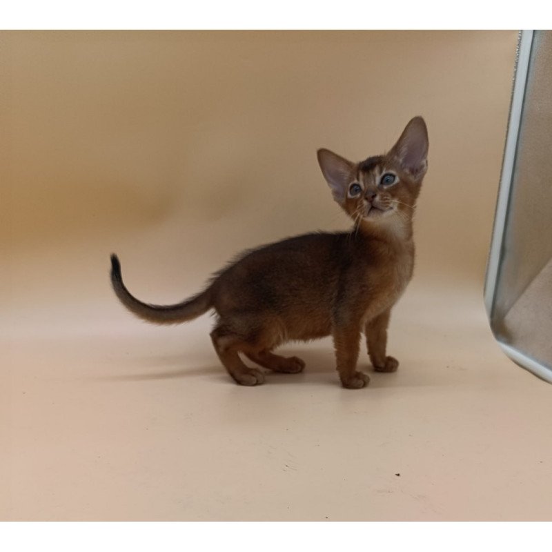 Abyssinian Mikkel