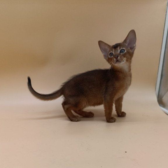 Abyssinian Mikkel