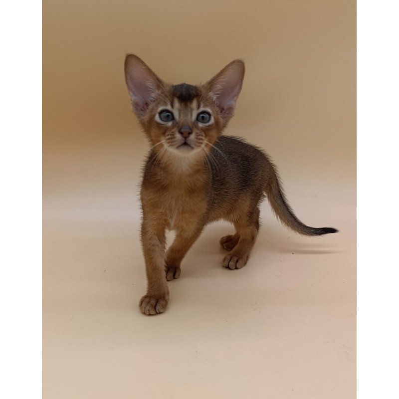 Abyssinian Mikkel