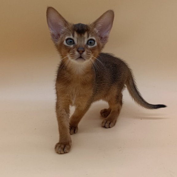 Abyssinian Mikkel