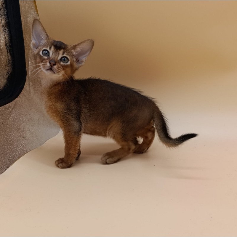 Abyssinian Mikkel