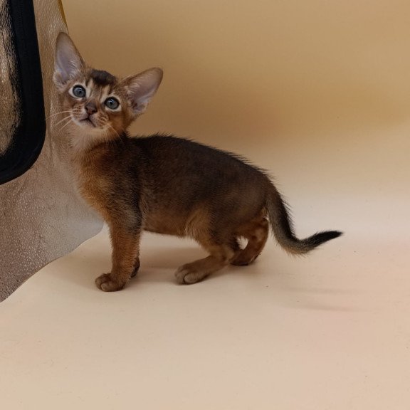 Abyssinian Mikkel