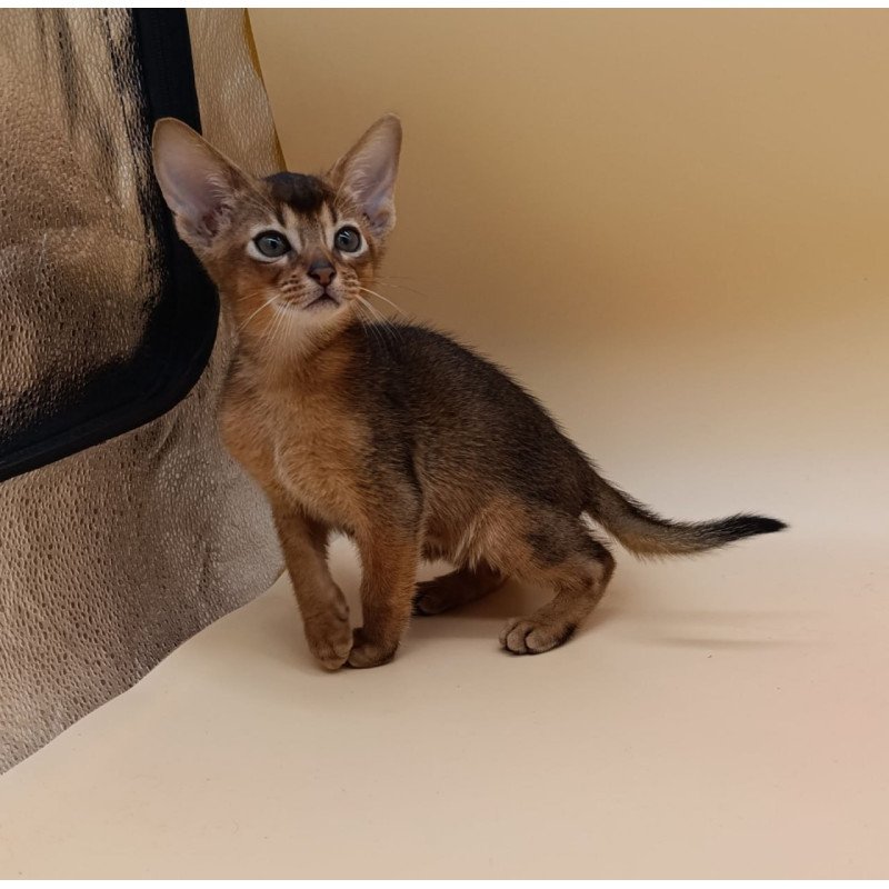 Abyssinian Mikkel