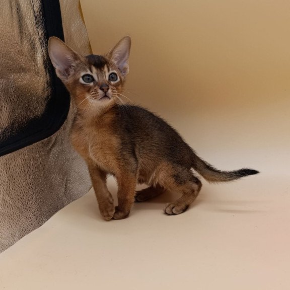 Abyssinian Mikkel