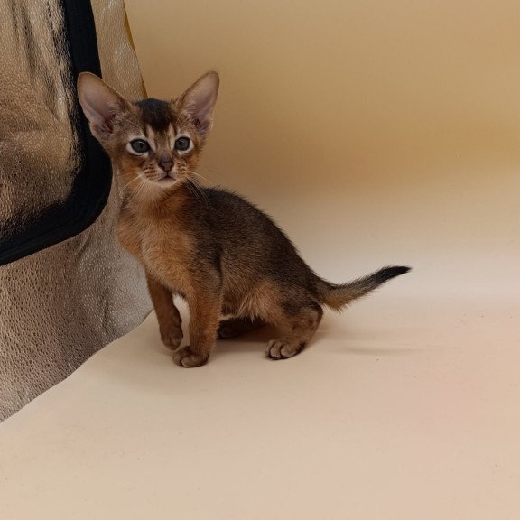 Abyssinian Mikkel