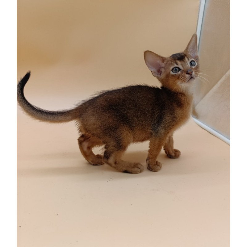 Abyssinian Mikkel