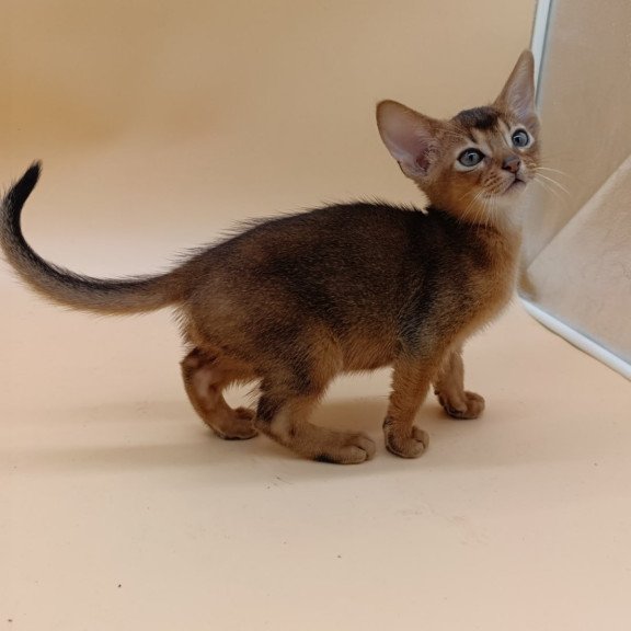 Abyssinian Mikkel