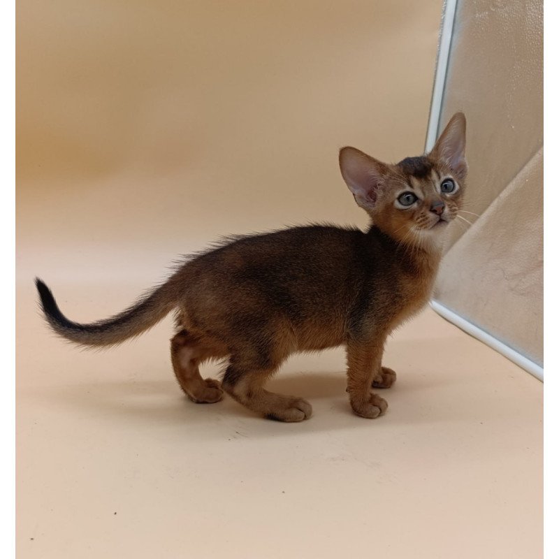 Abyssinian Mikkel