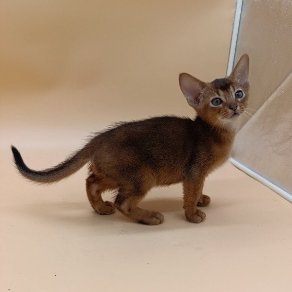 Abyssinian Mikkel