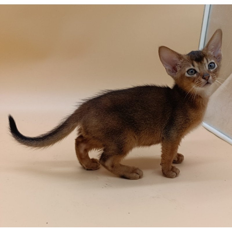 Abyssinian Mikkel