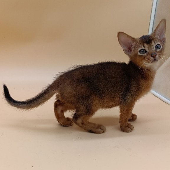 Abyssinian Mikkel