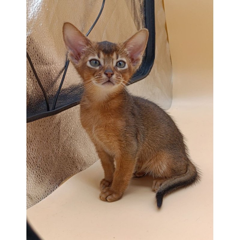 Abyssinian Mikkel