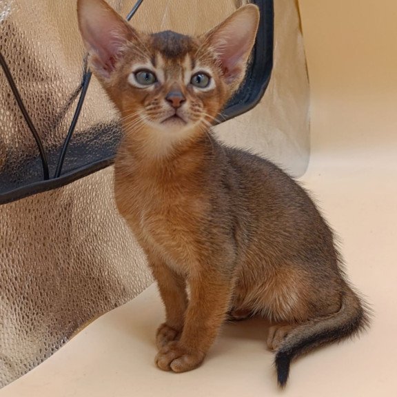 Abyssinian Mikkel