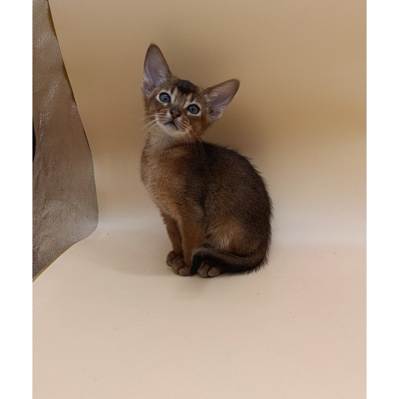 Abyssinian Mikkel