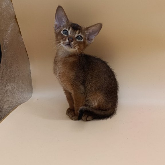 Abyssinian Mikkel