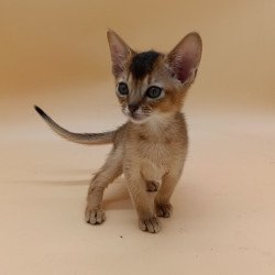 Abyssinian Nelson