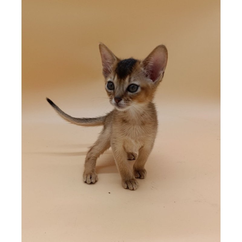 Abyssinian Nelson